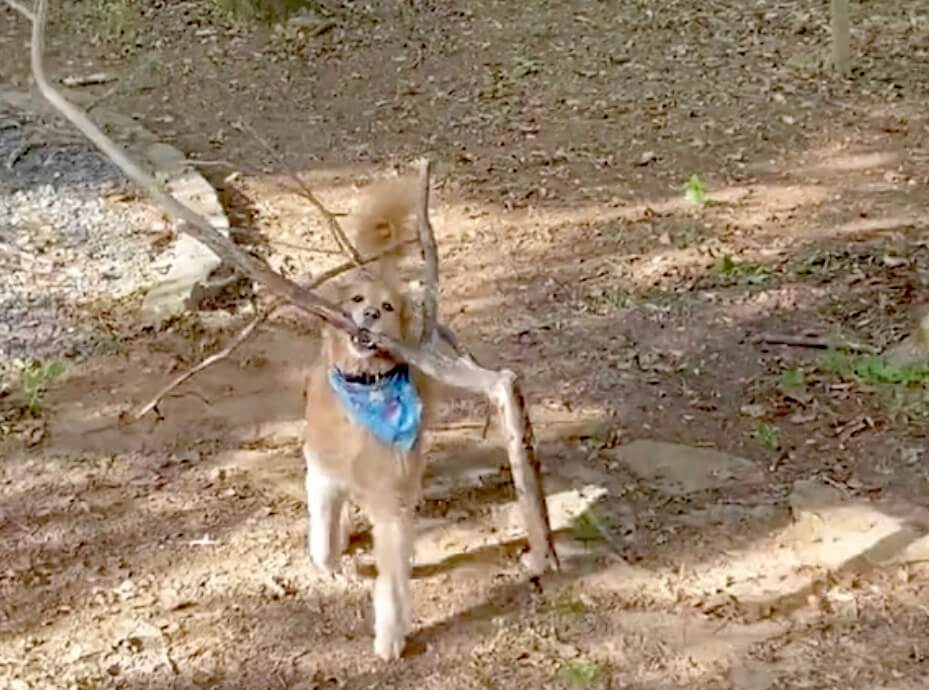 ゴールデンレトリーバー,動画