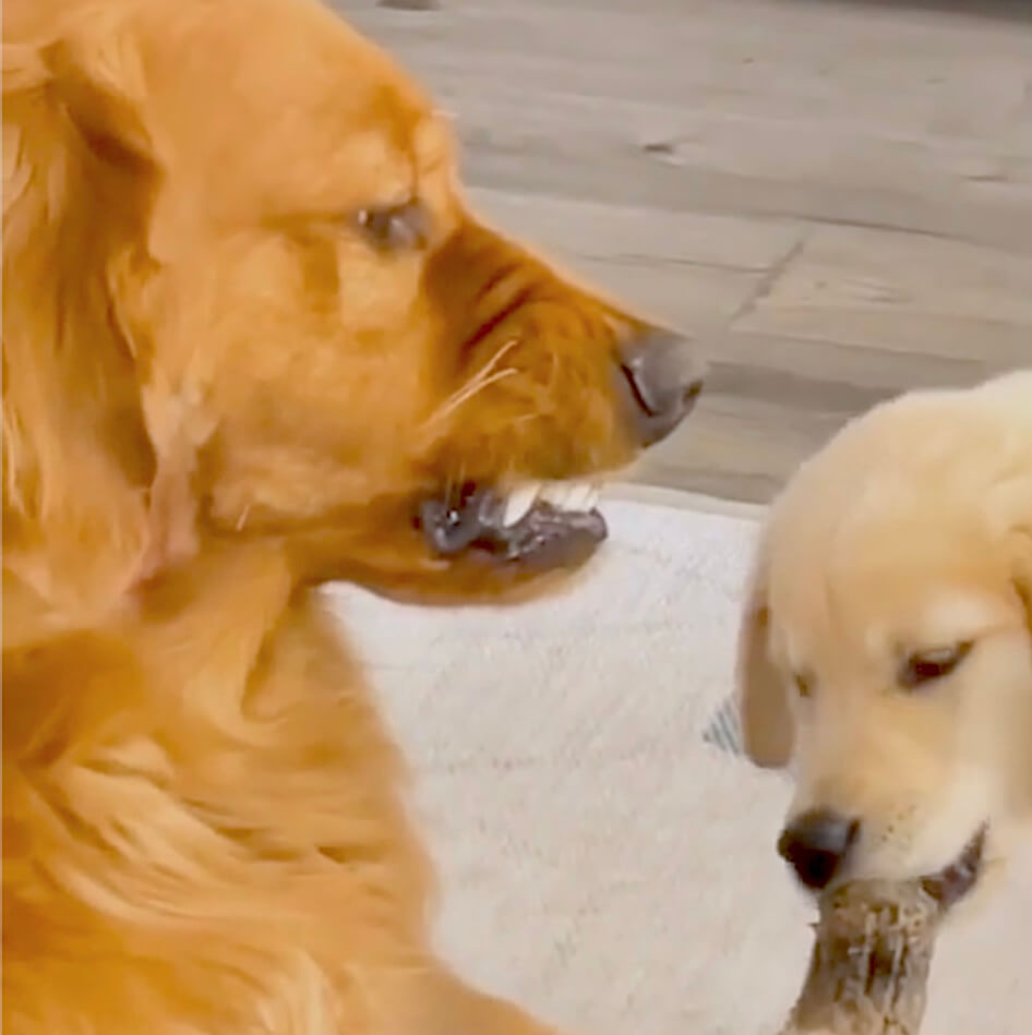 ゴールデンレトリーバー,動画