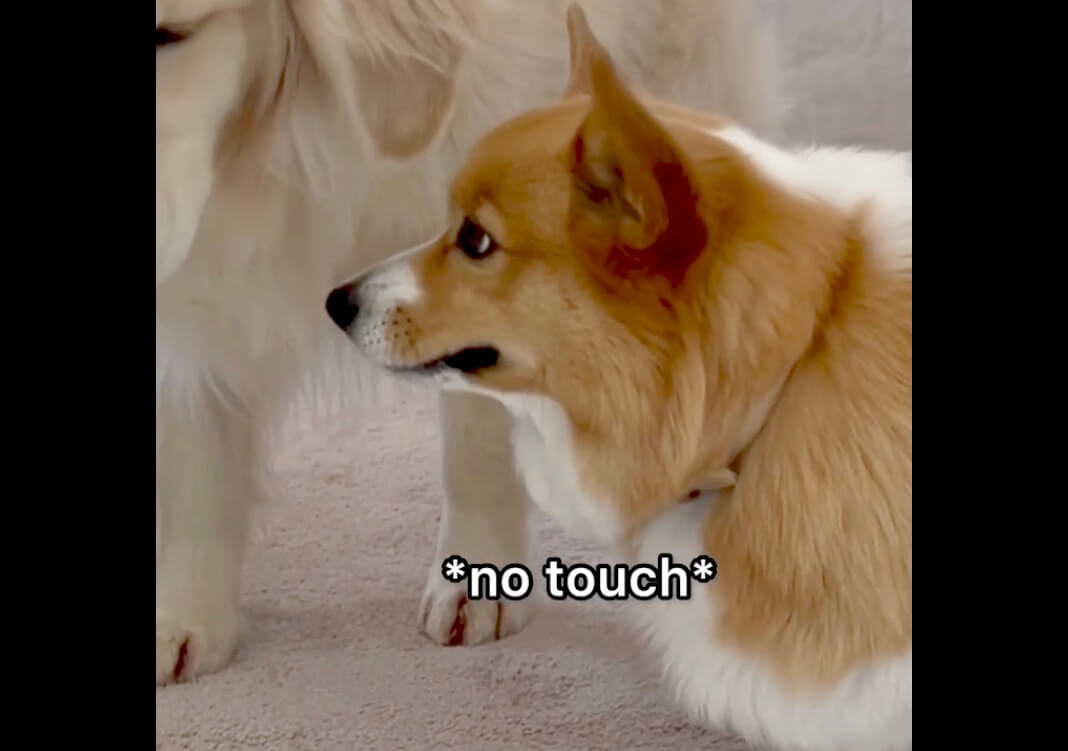 ゴールデンレトリーバー,動画