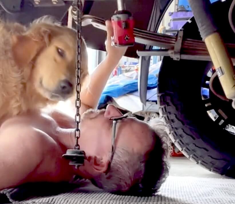 ゴールデンレトリーバー,動画