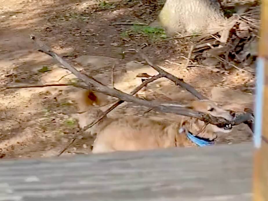 ゴールデンレトリーバー,動画