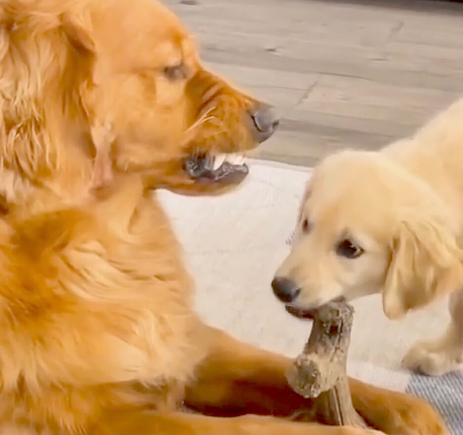 ゴールデンレトリーバー,動画