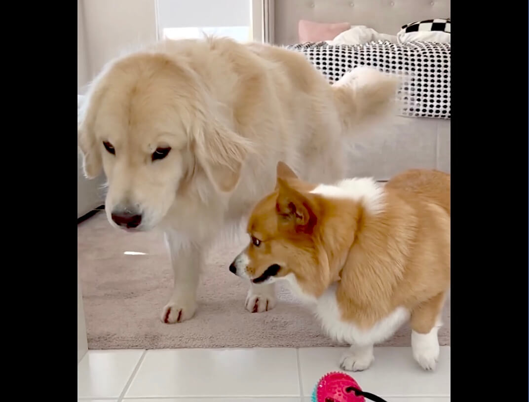 ゴールデンレトリーバー,動画