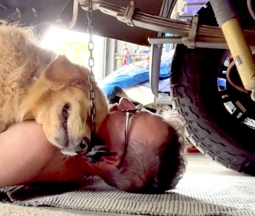 ゴールデンレトリーバー,動画