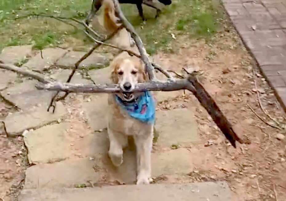 ゴールデンレトリーバー,動画