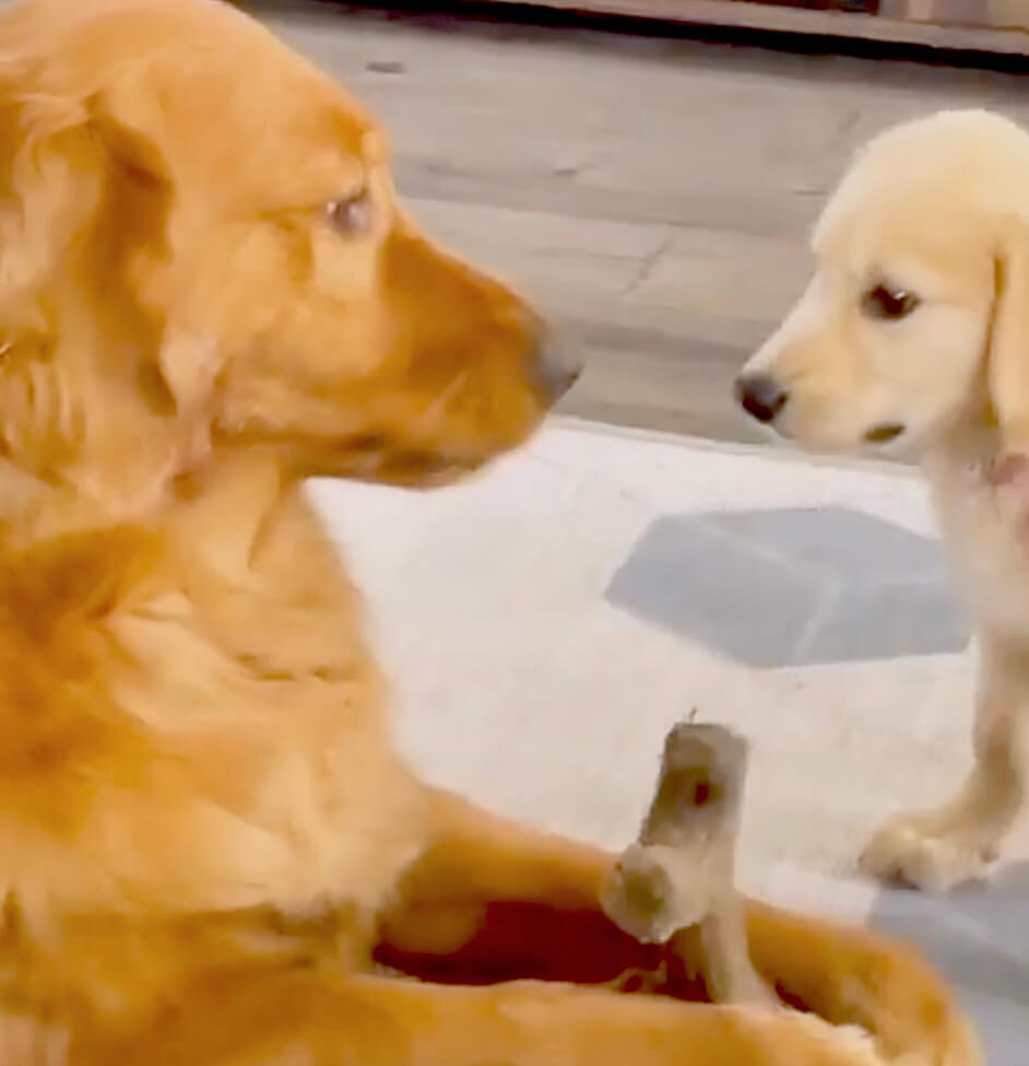 ゴールデンレトリーバー,動画