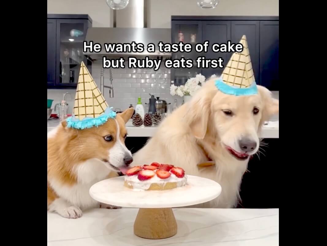 ゴールデンレトリーバー,動画