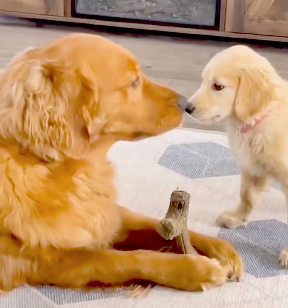 ゴールデンレトリーバー,動画