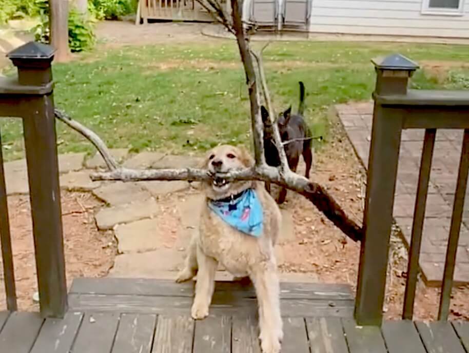 ゴールデンレトリーバー,動画