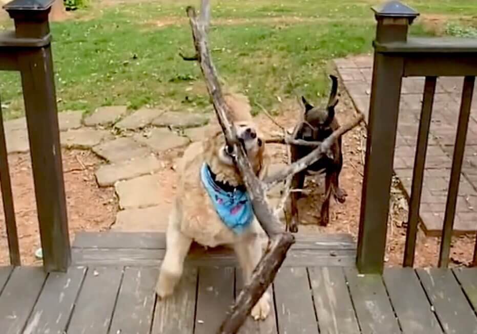 ゴールデンレトリーバー,動画