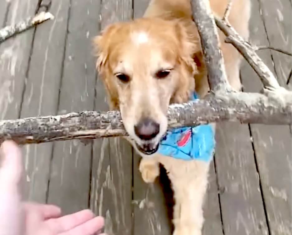 ゴールデンレトリーバー,動画