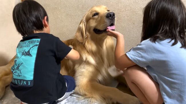 ゴールデンレトリーバー,動画