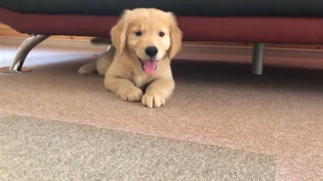 ゴールデンレトリーバー,動画