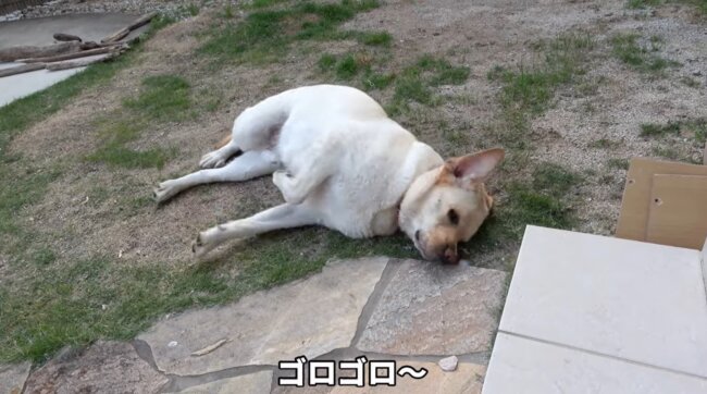 ラブラドールレトリーバー,動画