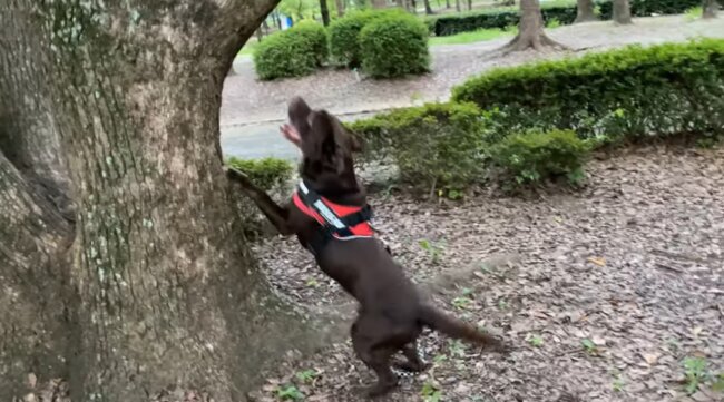 ラブラドールレトリーバー,動画