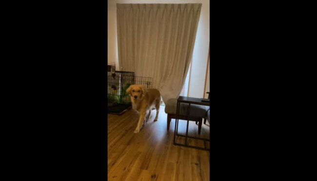 ゴールデンレトリーバー,動画