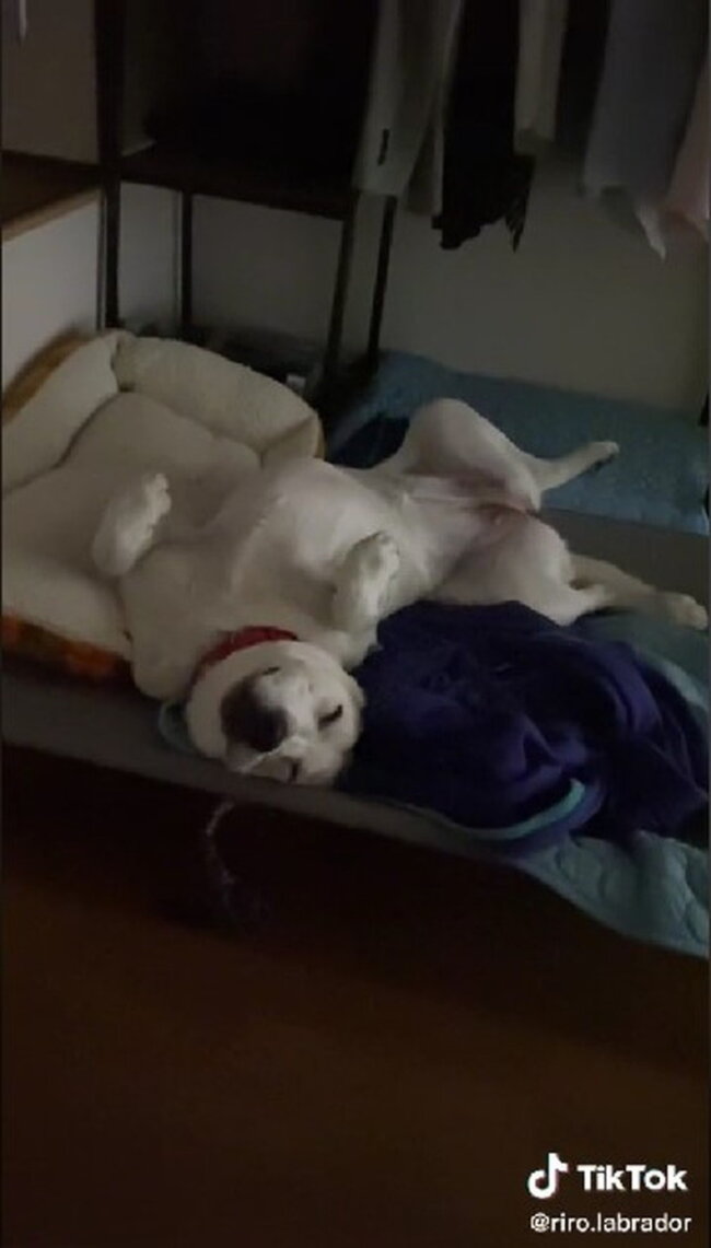 ラブラドールレトリーバー,動画