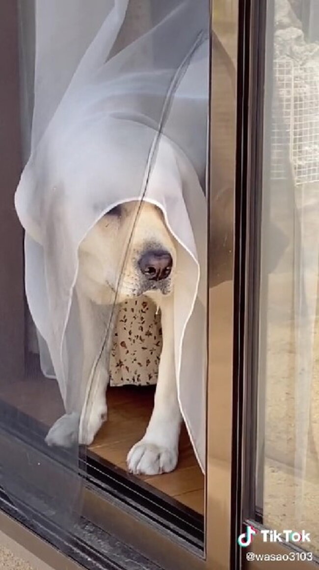 ラブラドールレトリーバー,動画