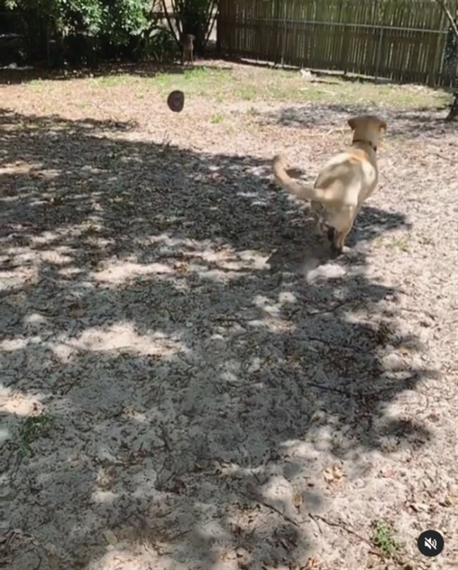 ラブラドールレトリーバー,動画