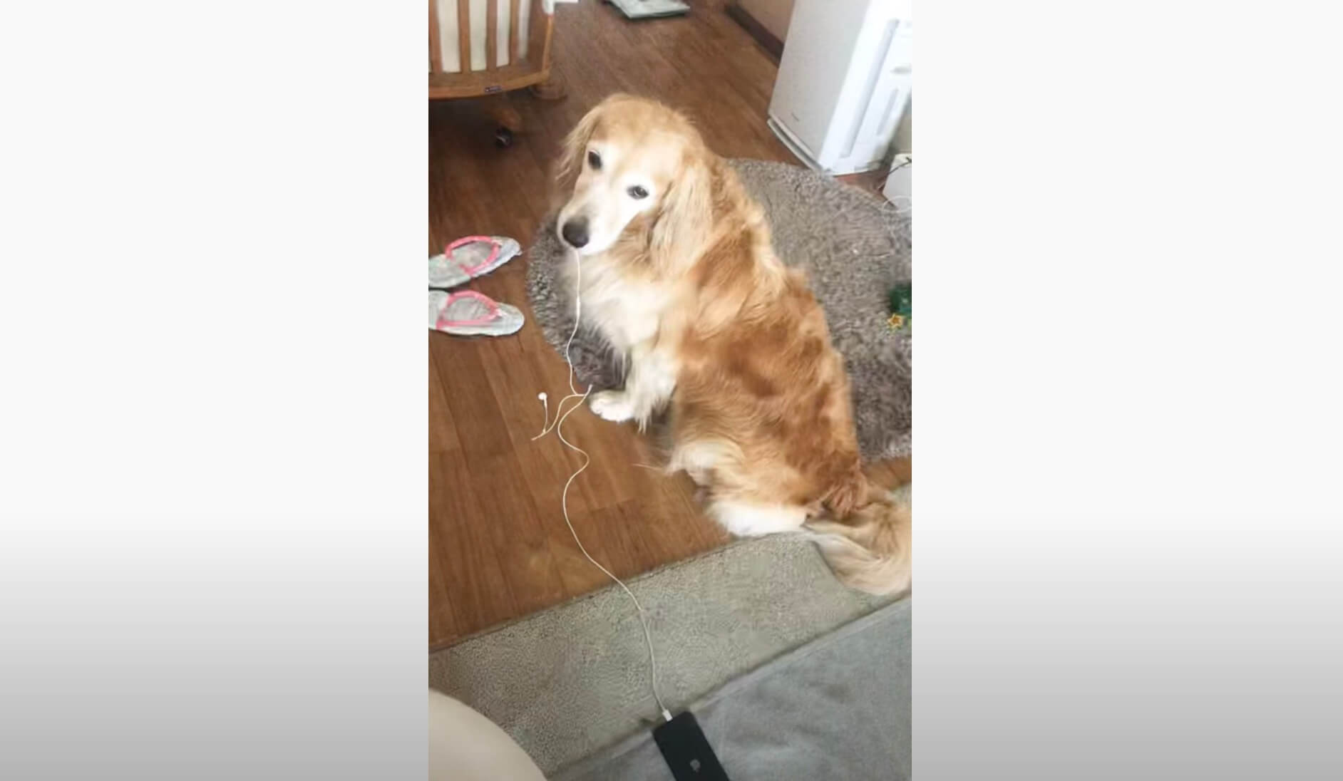 ゴールデンレトリーバー,動画