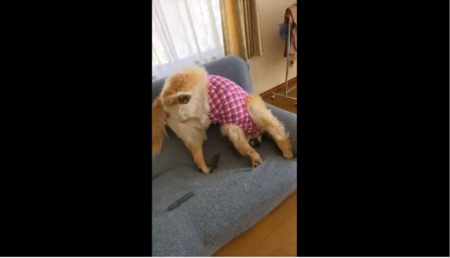 ゴールデンレトリーバー,動画