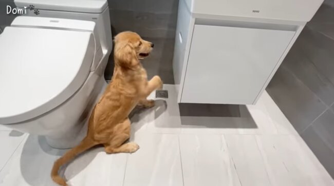 ゴールデンレトリーバー,動画