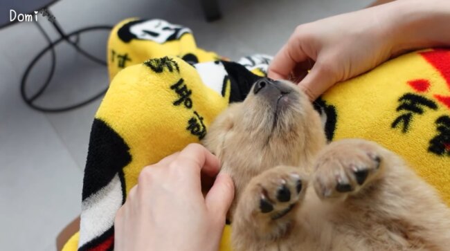 ゴールデンレトリーバー,動画