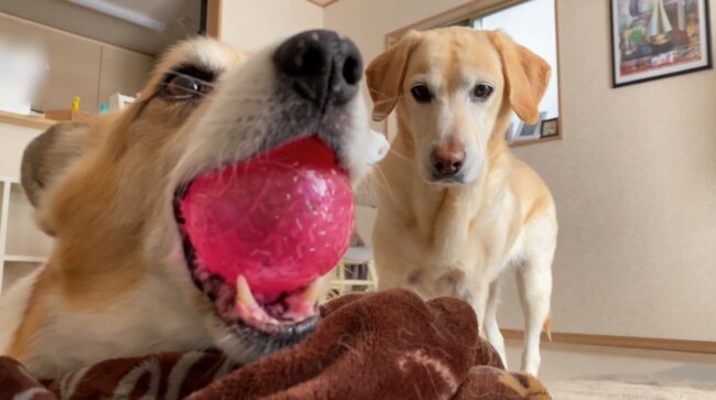 ラブラドールレトリーバー,動画