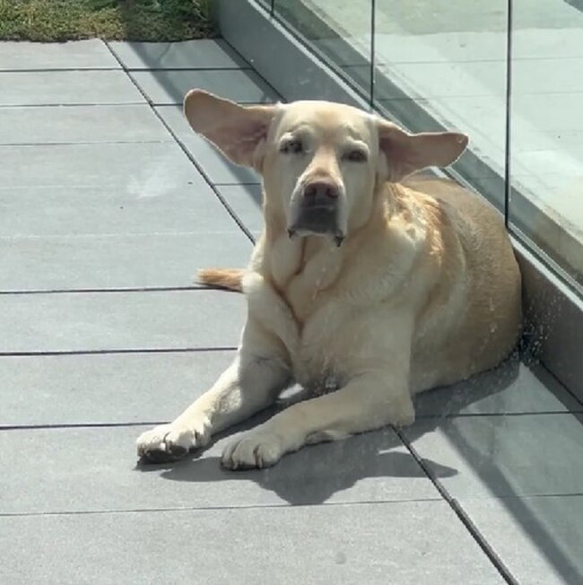 ラブラドールレトリーバー,動画