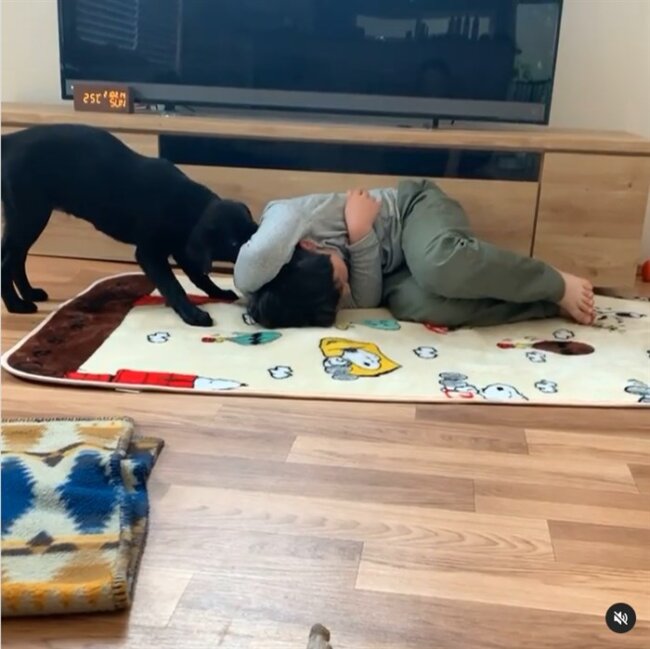 ラブラドールレトリーバー,動画