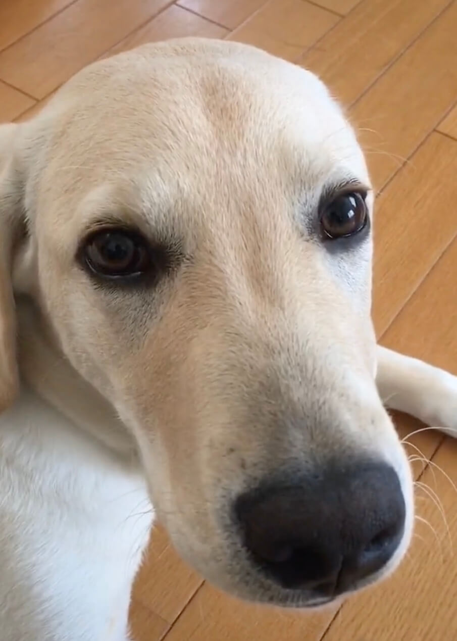 ラブラドールレトリーバー,動画