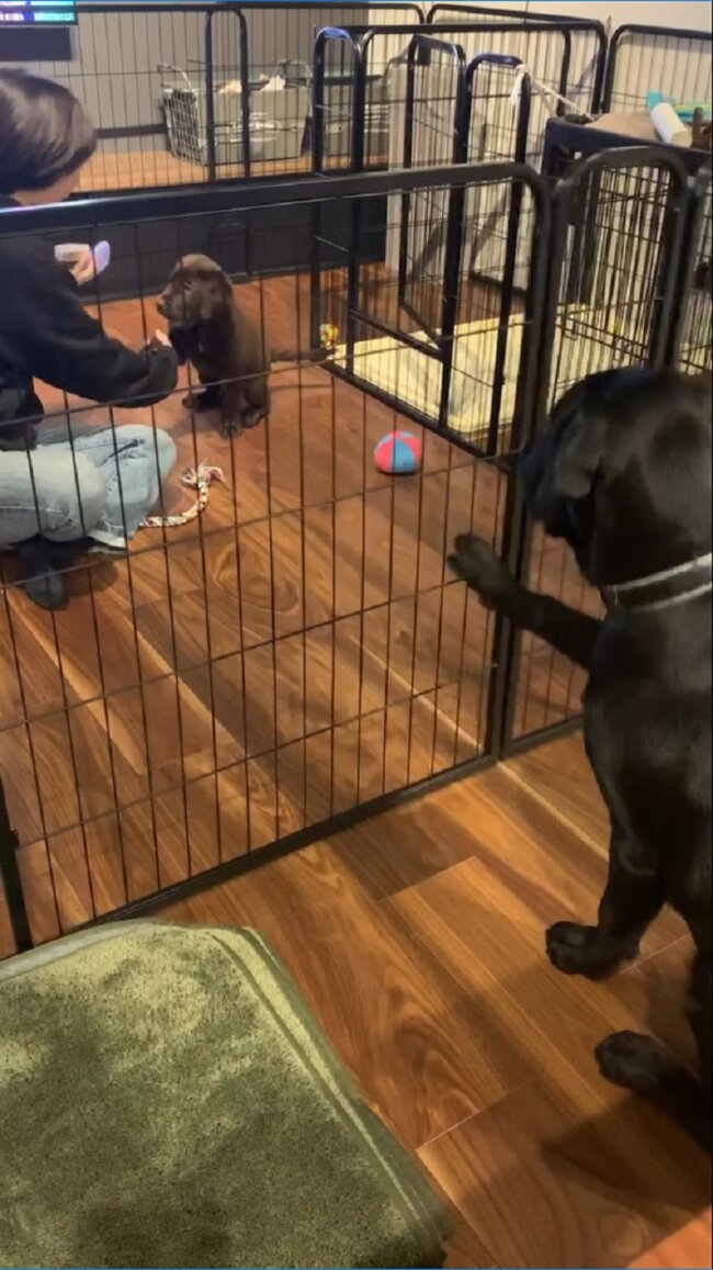 ラブラドールレトリーバー,動画