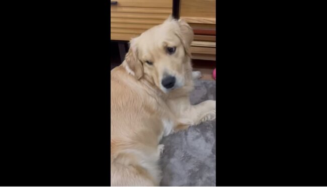 ゴールデンレトリーバー,動画