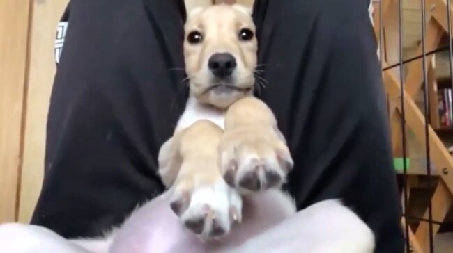 ラブラドールレトリーバー,動画