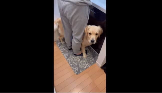 ゴールデンレトリーバー,動画