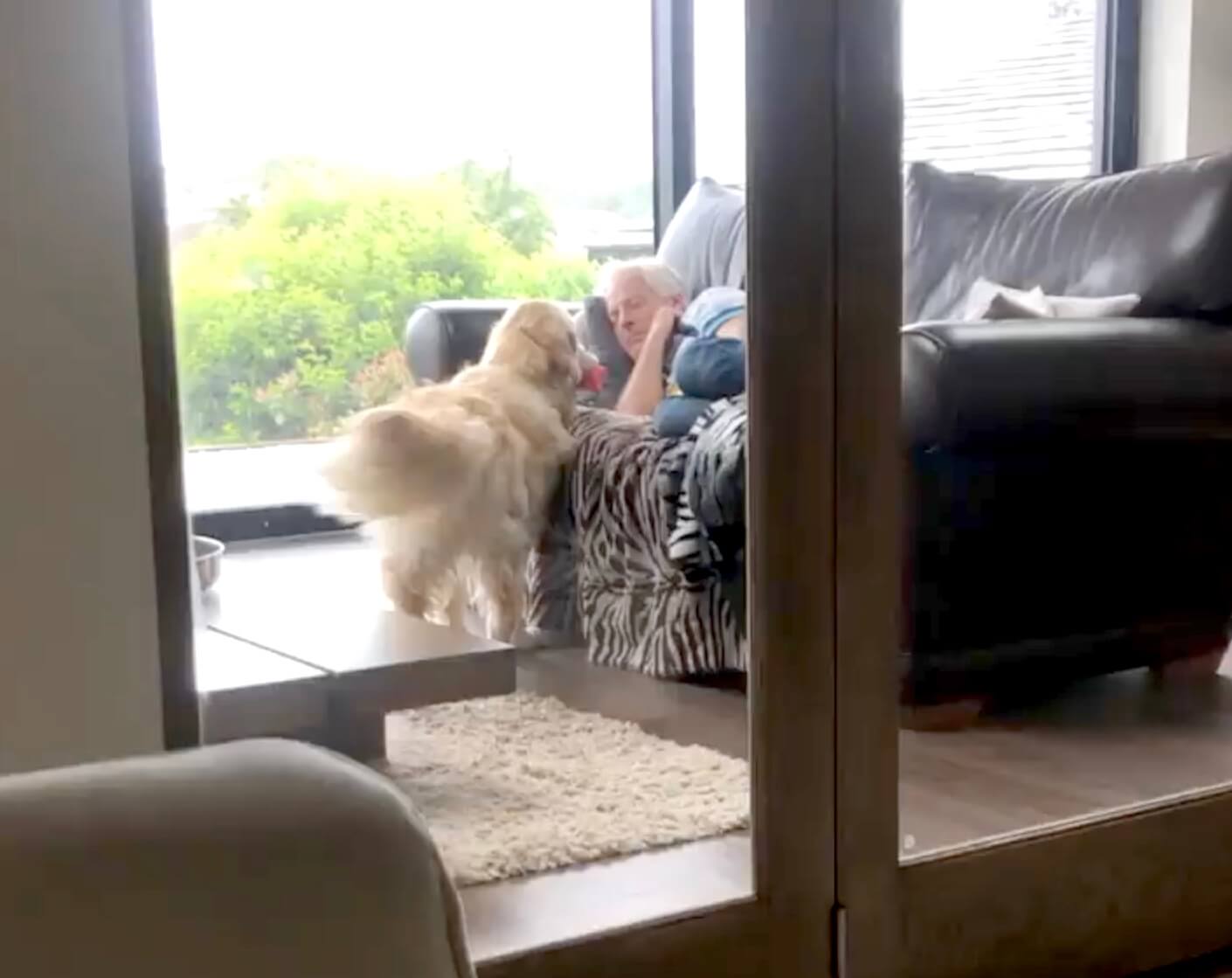 ゴールデンレトリーバー,動画