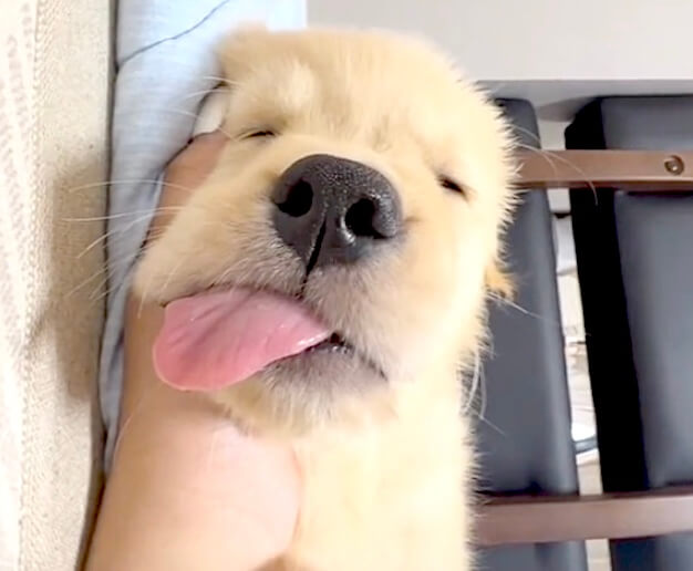 ゴールデンレトリーバー,動画