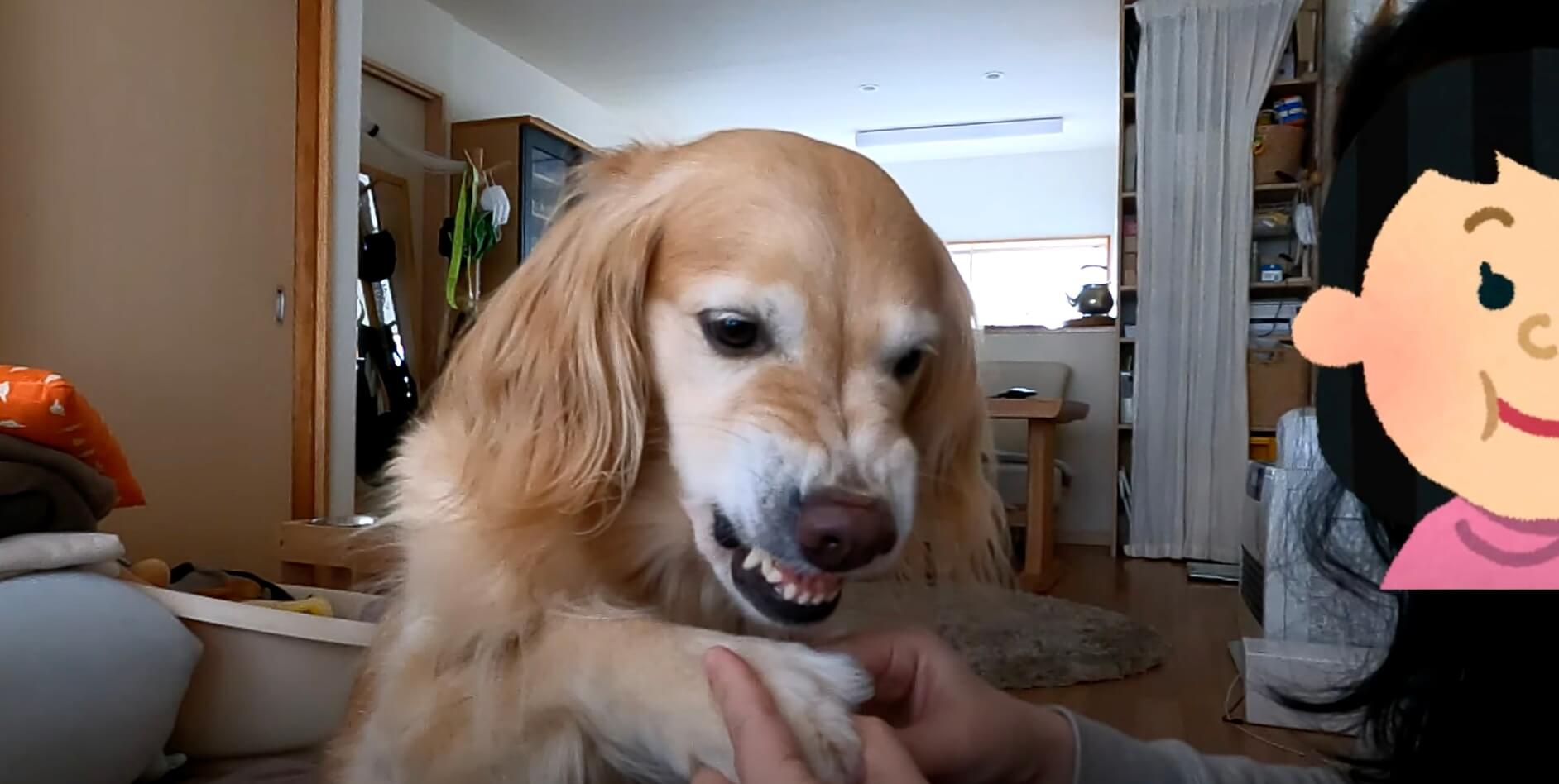 ゴールデンレトリーバー,動画