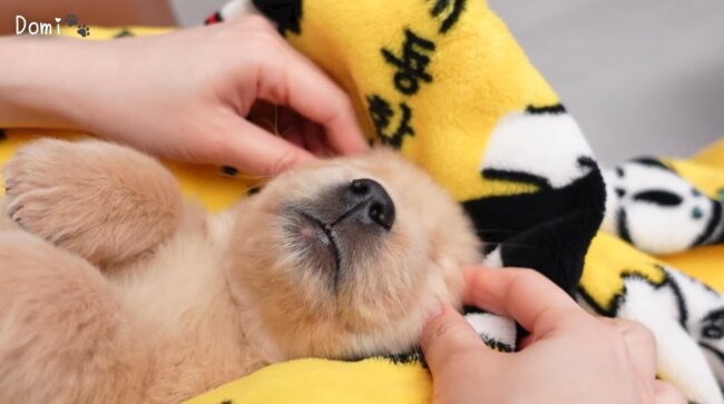 ゴールデンレトリーバー,動画