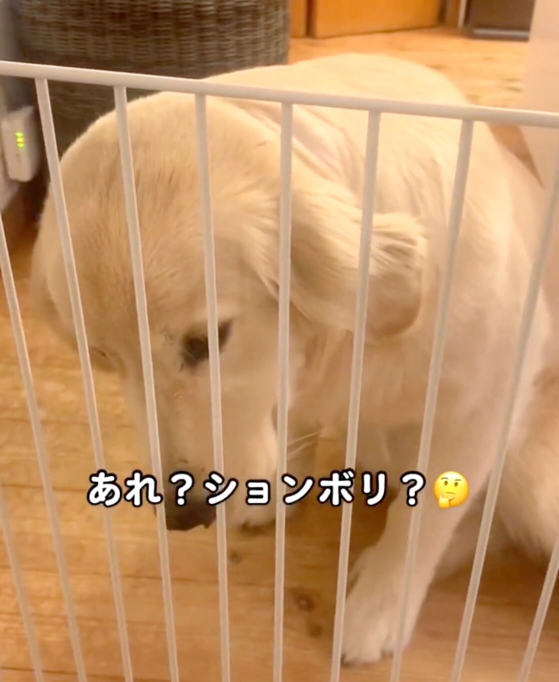 ゴールデンレトリーバー,動画