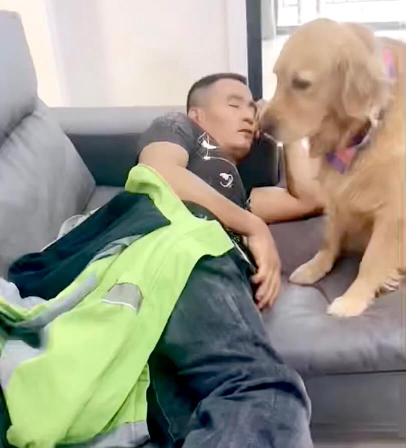 ゴールデンレトリーバー,動画