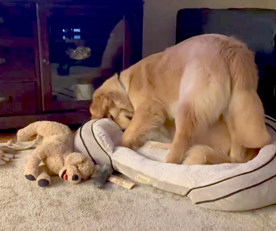 ゴールデンレトリーバー,動画