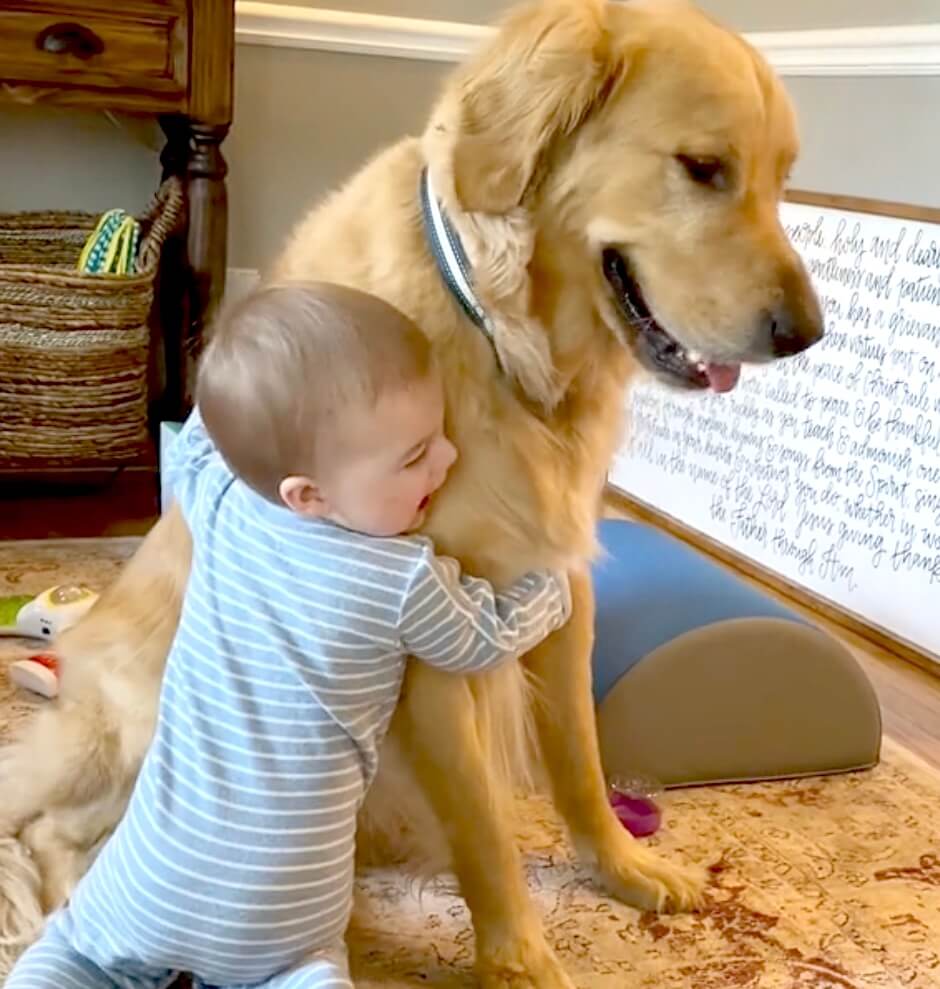 ゴールデンレトリーバー,動画