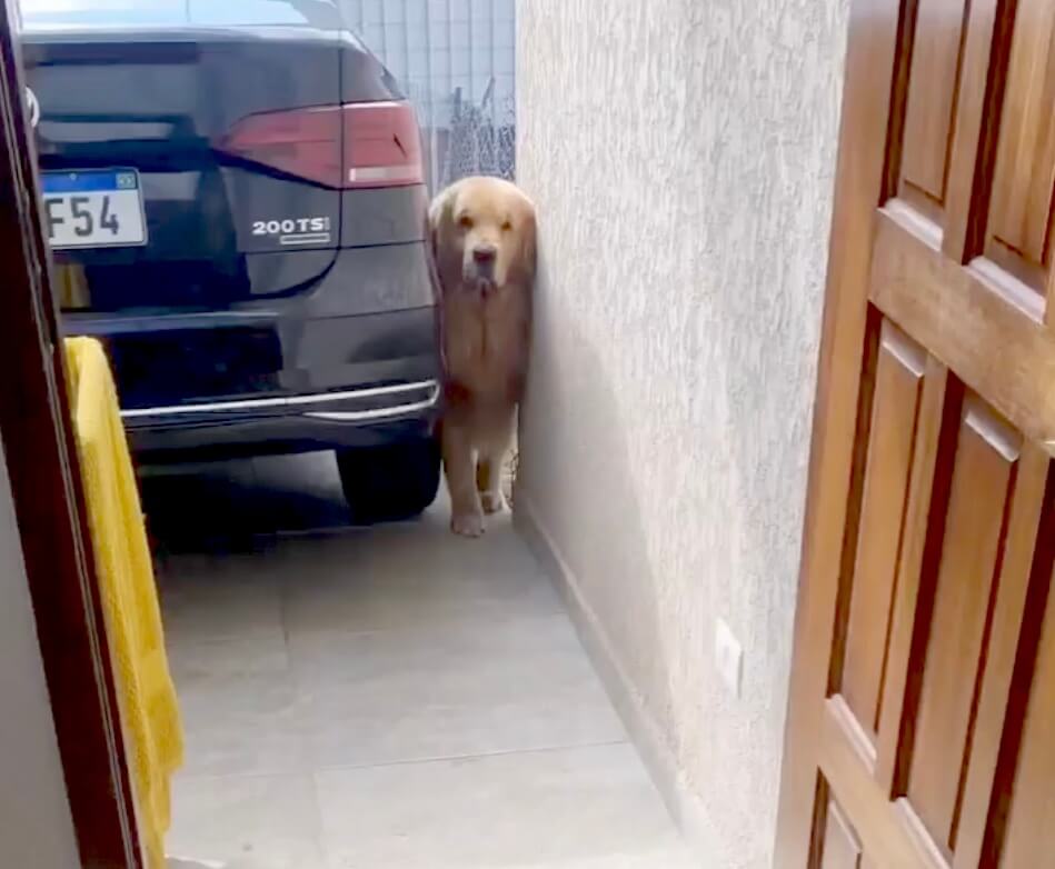 ゴールデンレトリーバー,動画