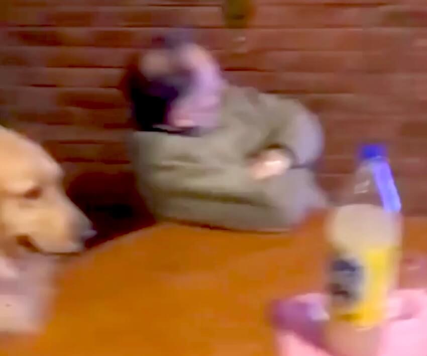 ゴールデンレトリーバー,動画