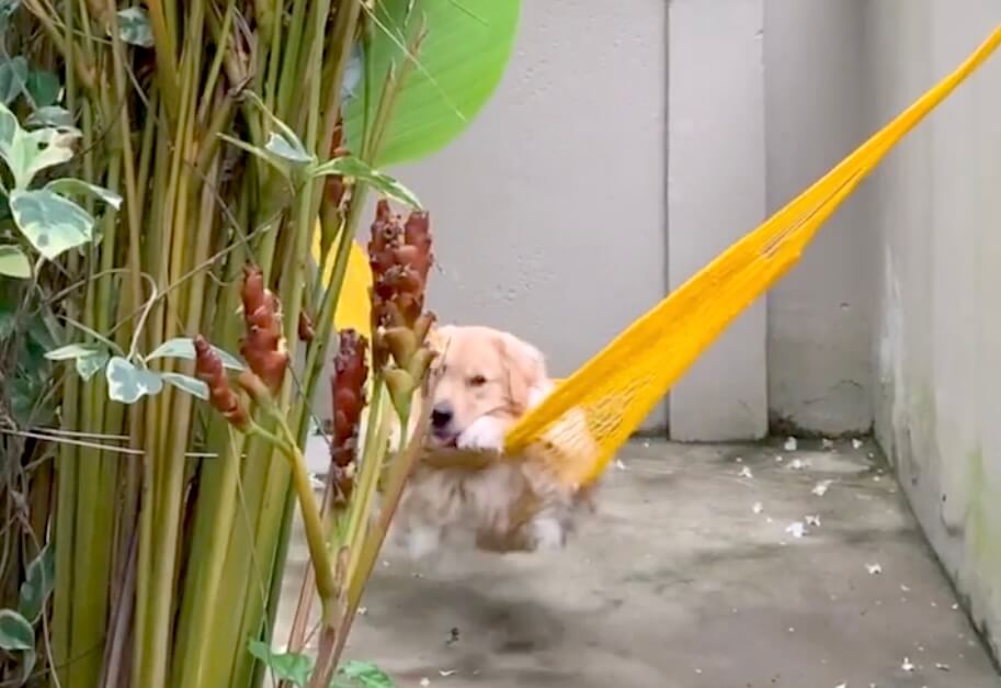 ゴールデンレトリーバー,動画