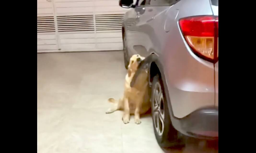 ゴールデンレトリーバー,動画