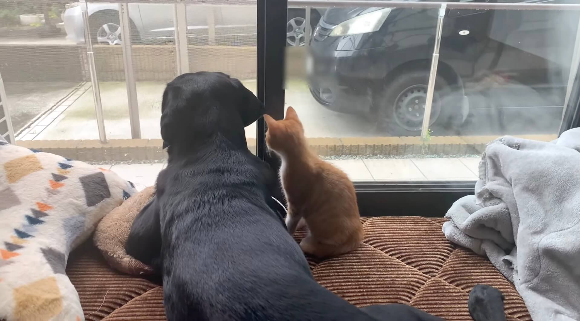 ラブラドールレトリーバー,動画