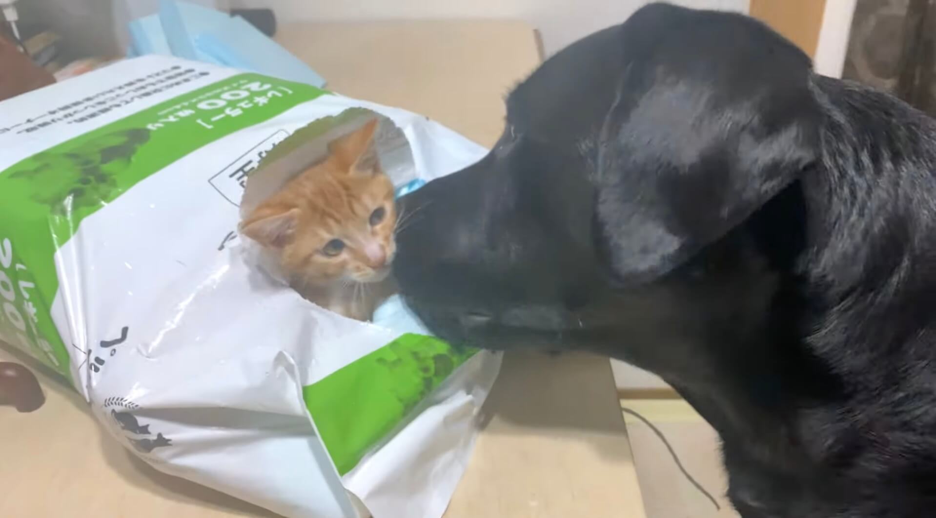 ラブラドールレトリーバー,動画