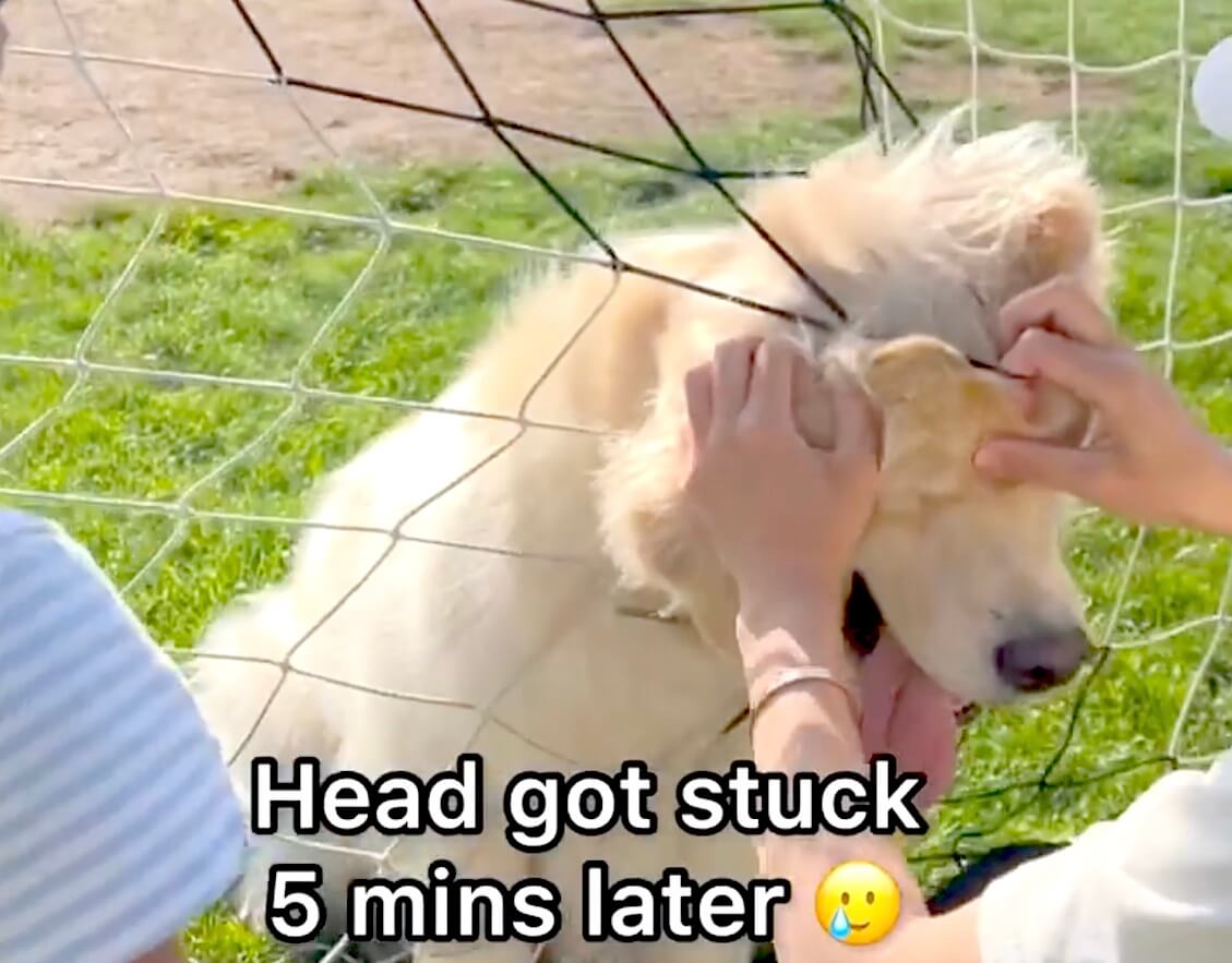 ゴールデンレトリーバー,動画